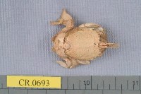 藏品(東方管須蟹)的圖片